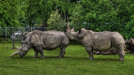 Rhinoceros - wallpaper
