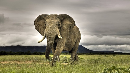 Beautiful wallpaper - Elephant