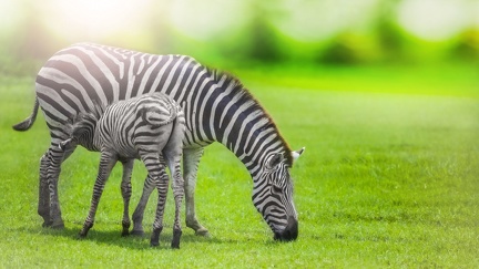 Zebras - HD wallpaper