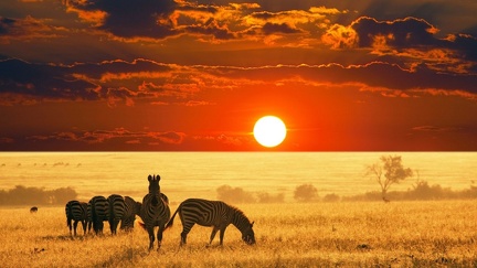 Zebras in the savannah
