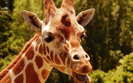 Giraffe - close-up