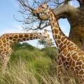 Couple de girafes