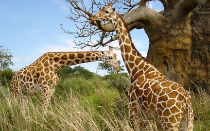 Giraffes couple