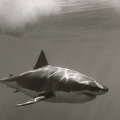 Requin blanc - fond d'écran