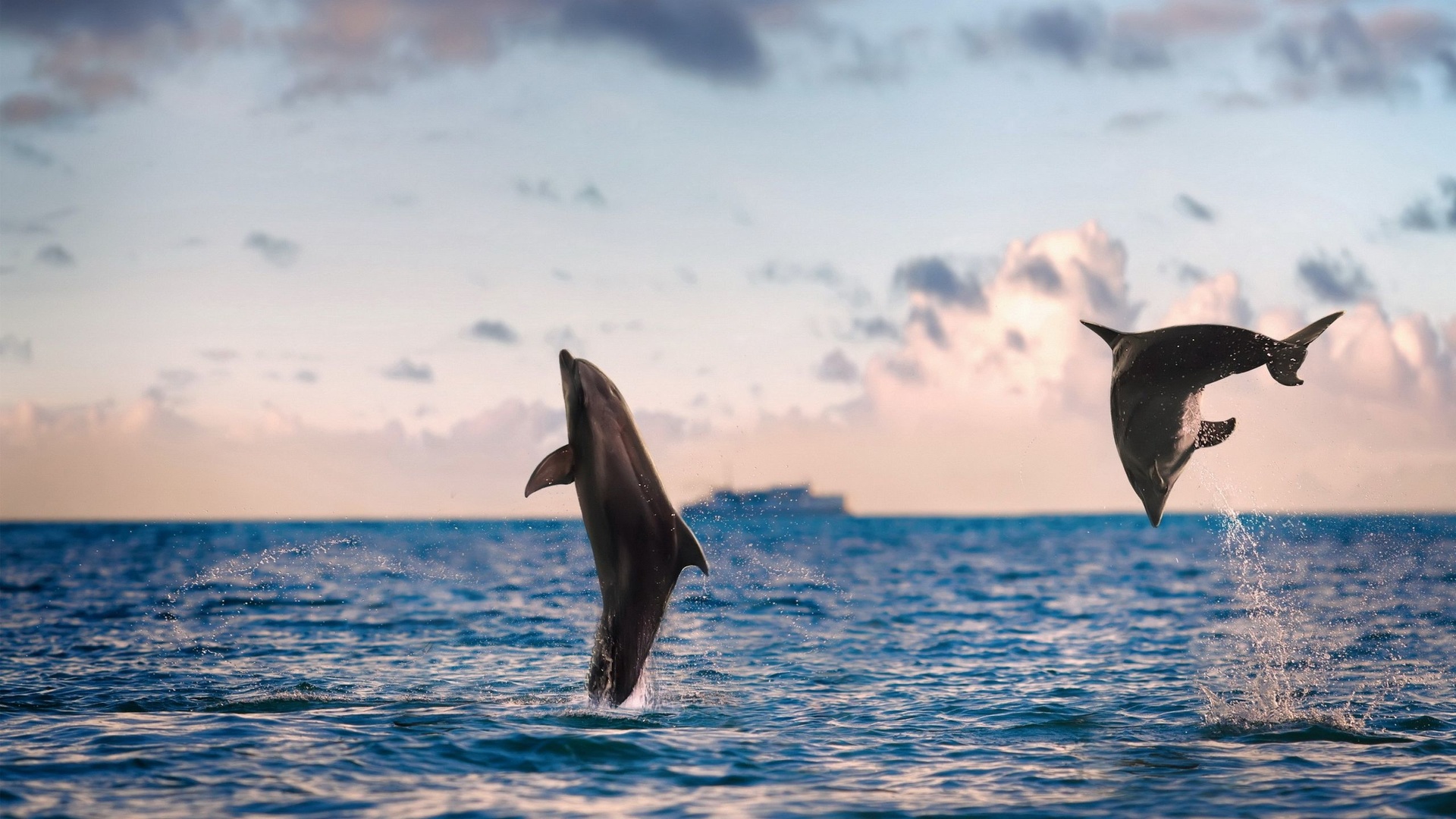 Sauts dauphins.jpg