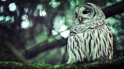 Owl - HD Wallpaper (2)