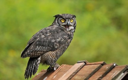 Owl - HD wallpaper