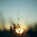 Brindille - fleurs - coucher de soleil -2560x1440