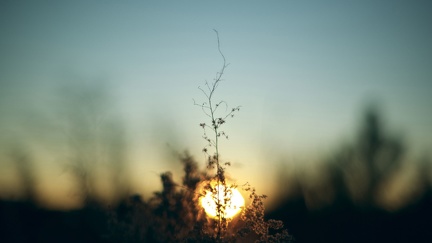 Brindille - fleurs - coucher de soleil -2560x1440
