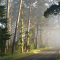 Route en forêt