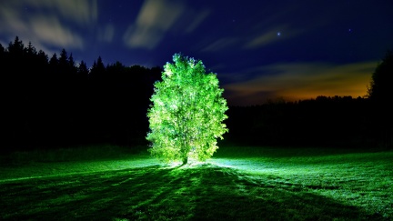 Tree lit up at night