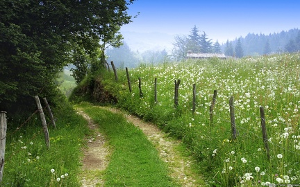 Path in the fields (3)