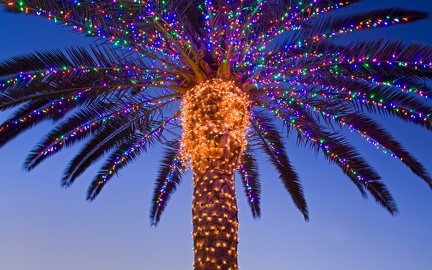 Palm tree decorated for the holidays