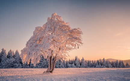 Tree in winter - 1920x1200