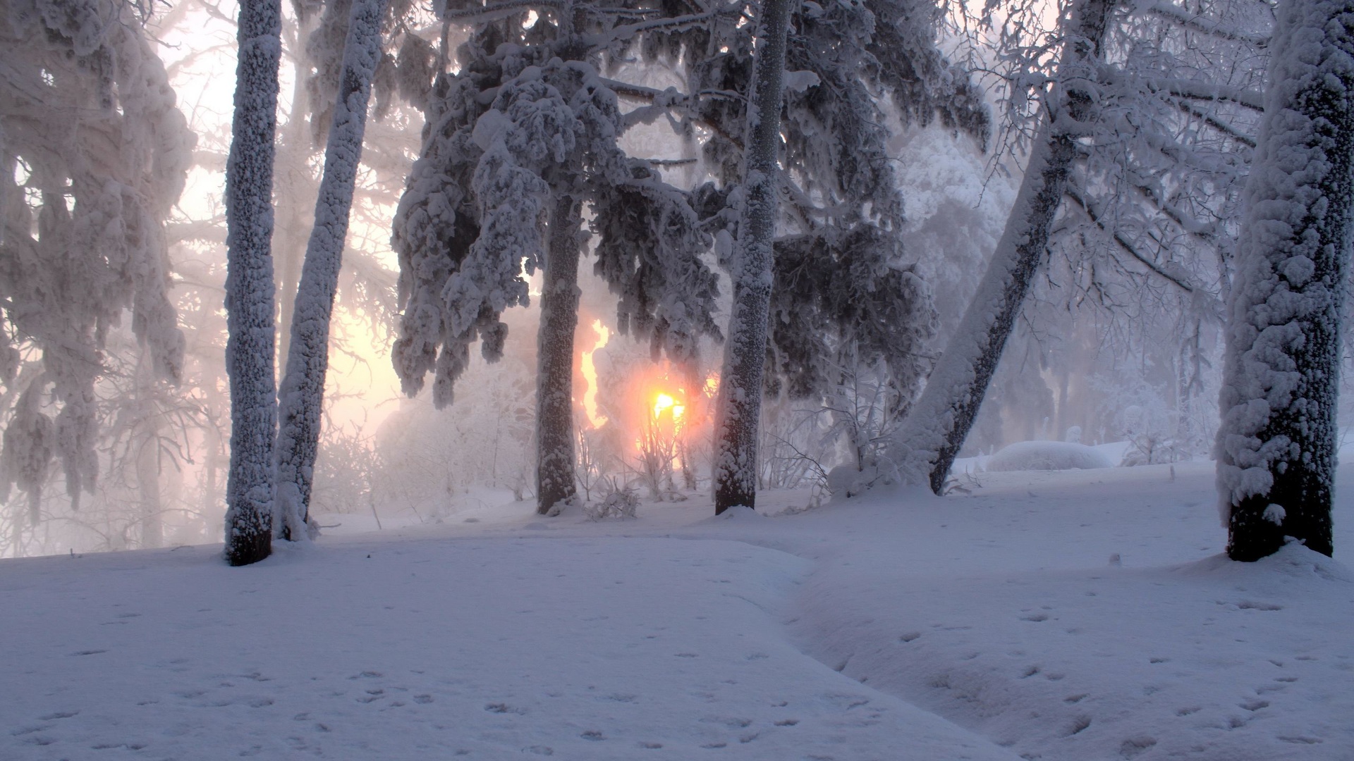 Soleil à travers les arbres en hiver.jpg