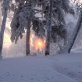 Soleil à travers les arbres en hiver