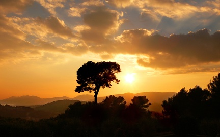 Tree - sunset
