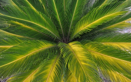 Palm-HD Photography