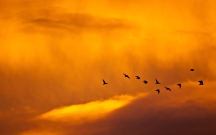 Envol oiseaux dans le ciel