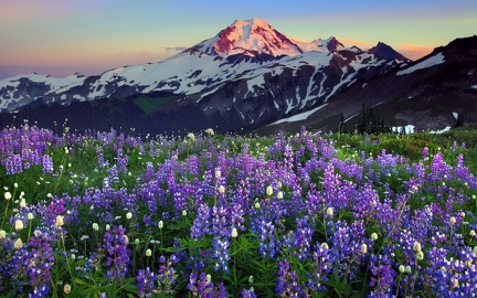 Spring - flowers - mountain