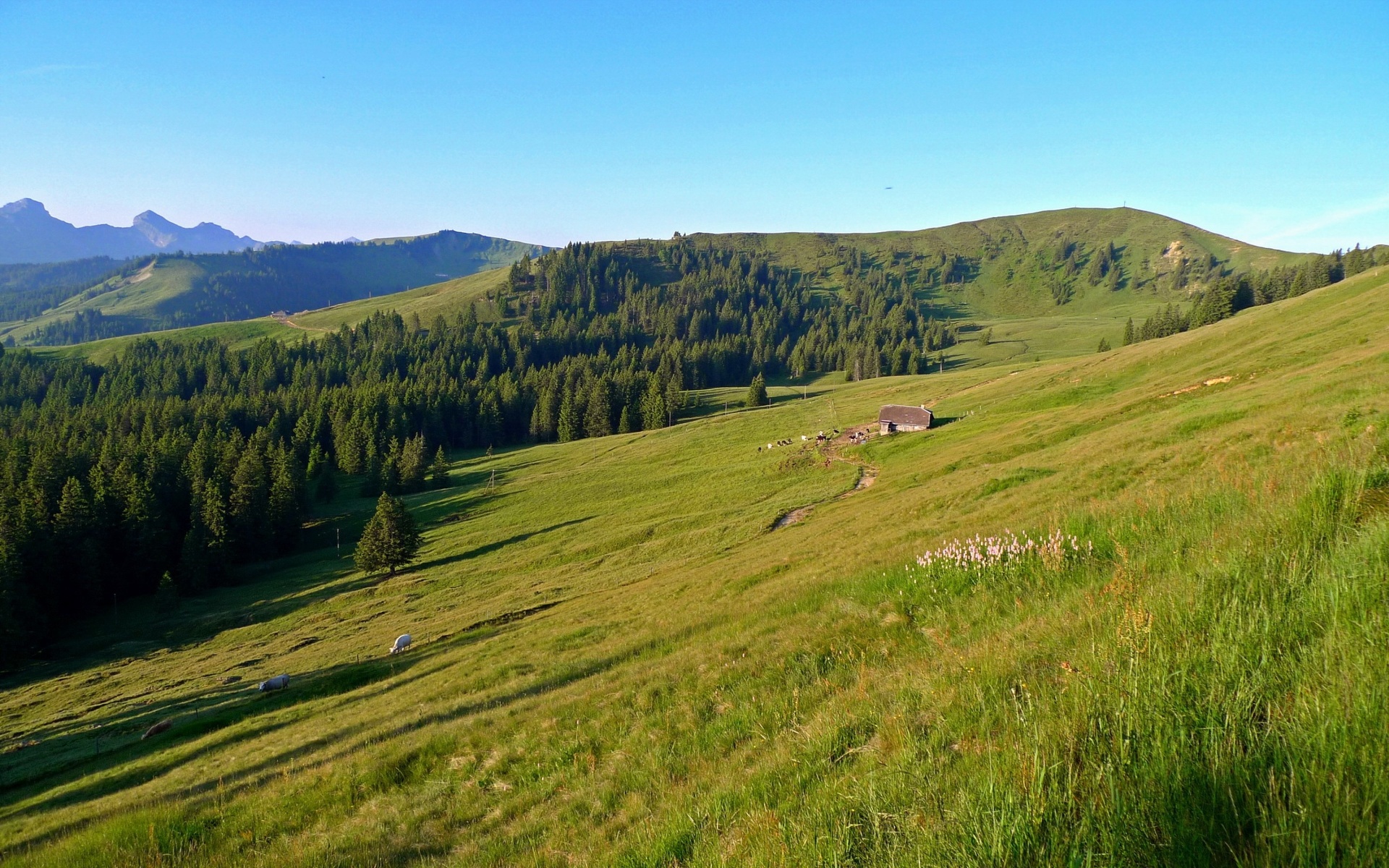 Prairie dans les Alpes.jpg