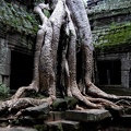 Arbre dans le temple d'Angkor