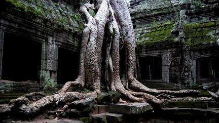 Arbre dans le temple d'Angkor