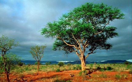Trees - arid landscape south america