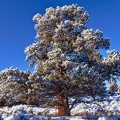 Gros arbre en hiver