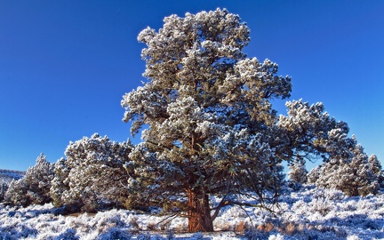 Gros arbre en hiver