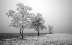 Photographie Arbres en hiver