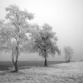 Photographie Arbres en hiver