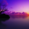 Rocher arbre - coucher de soleil