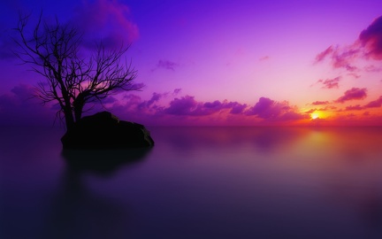 Tree rock - sunset