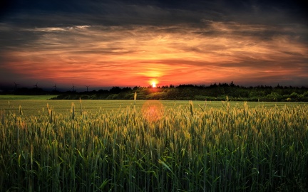 Sunset in the fields