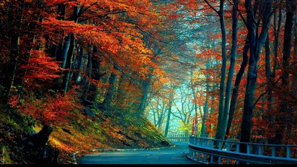 Route en automne