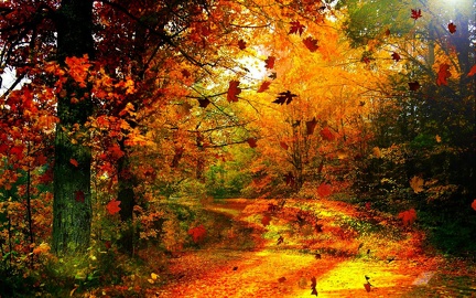 Les couleurs de l'automne
