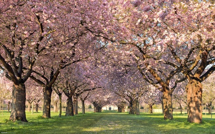 Trees in bloom in spring