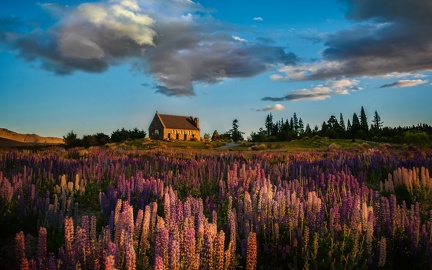 Fields of flowers - chapel
