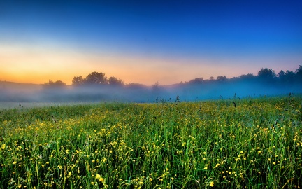 Fields of flowers and mist