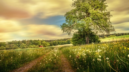 Path in nature - spring wallpaper