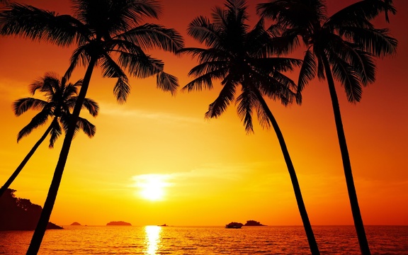 Palmier - magnifique coucher de soleil