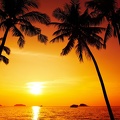 Palmier - magnifique coucher de soleil