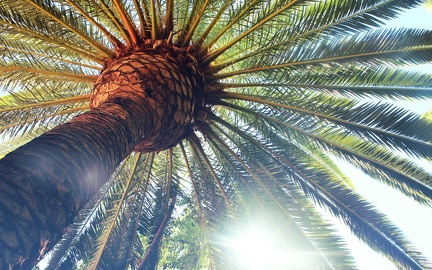 Palm tree wallpaper