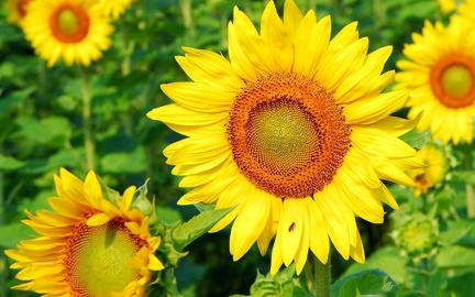 Sunflowers wallpaper