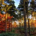 Forêt - Lumière d'automne