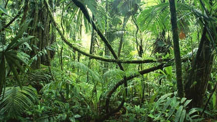 Forêt tropicale