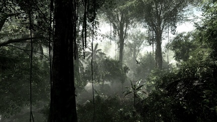 Magnifique fond d'écran - forêt