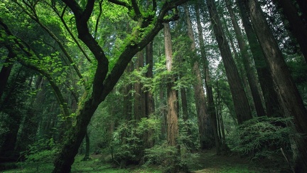 Magnifique forêt