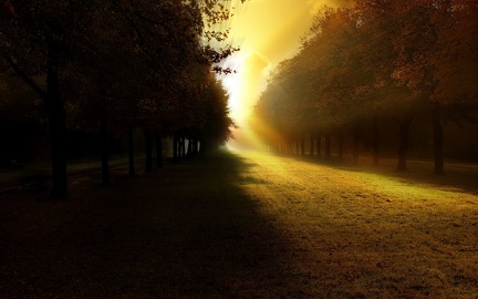 Artistic light forest